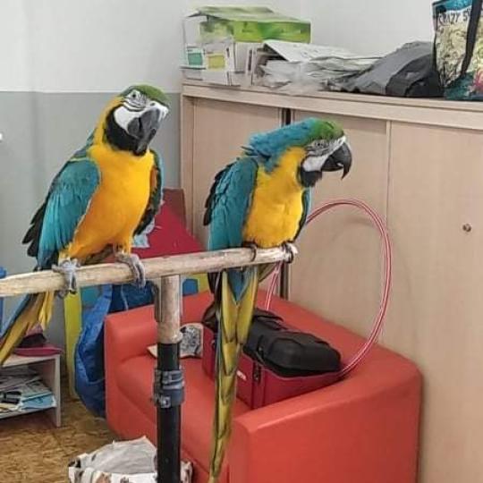 Vystoupení papoušků 3