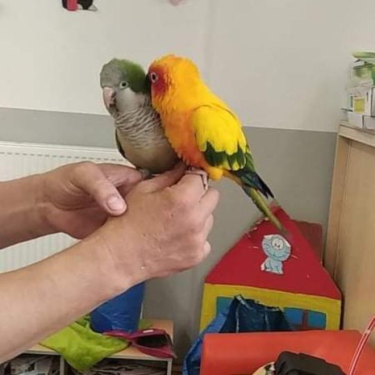 Vystoupení papoušků 18