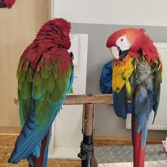 Vystoupení papoušků 39