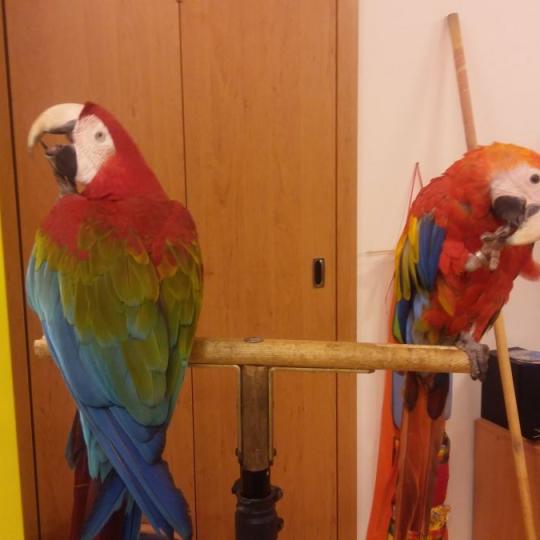 Papoušci v MŠ - Koťátka + Štěňátka 18