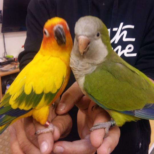 Papoušci v MŠ - Koťátka + Štěňátka 67
