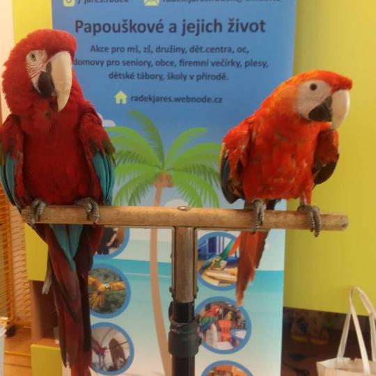 Papoušci v MŠ - Koťátka + Štěňátka 75
